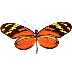 Butterfly PNG image-1061